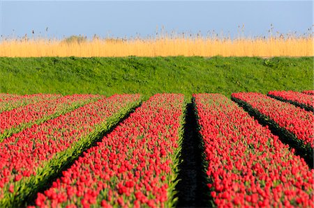 simsearch:879-09034167,k - Fields of blooming red tulips in the countryside of Berkmeer municipality of Koggenland North Holland The Netherlands Europe Photographie de stock - Premium Libres de Droits, Code: 6129-09044918