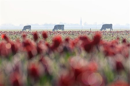 simsearch:879-09034167,k - Cows in the countryside framed by fields of red tulips Berkmeer municipality of Koggenland North Holland The Netherlands Europe Photographie de stock - Premium Libres de Droits, Code: 6129-09044919