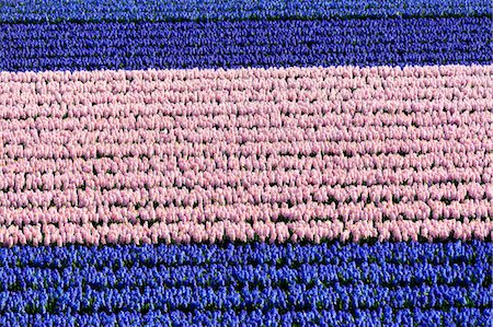 Rows of multicolored tulips in bloom in the fields of the Keukenhof Botanical garden Lisse South Holland The Netherlands Europe Photographie de stock - Premium Libres de Droits, Code: 6129-09044923