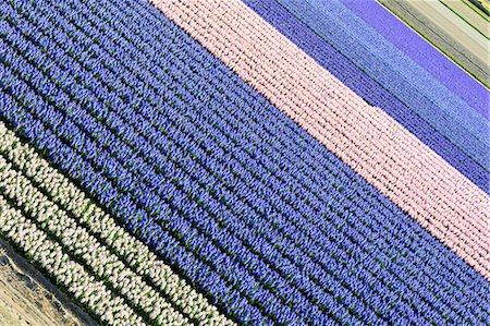 Rows of multicolored tulips in bloom in the fields of the Keukenhof Botanical garden Lisse South Holland The Netherlands Europe Stock Photo - Premium Royalty-Free, Code: 6129-09044922