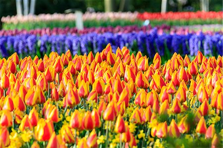 Multicolored tulips in bloom at the Keukenhof Botanical garden Lisse South Holland The Netherlands Europe Fotografie stock - Premium Royalty-Free, Codice: 6129-09044924