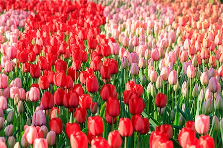 simsearch:841-06805352,k - Pink and red tulips in bloom at the Keukenhof Botanical garden Lisse South Holland The Netherlands Europe Stock Photo - Premium Royalty-Free, Code: 6129-09044925