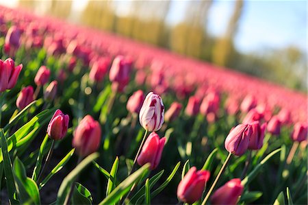 simsearch:879-09034167,k - Close up of colorful tulips in bloom at sunrise De Rijp Alkmaar North Holland Europe Photographie de stock - Premium Libres de Droits, Code: 6129-09044929