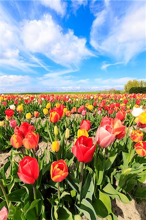 Blue sky and clouds on fields of multicolored tulips Yerseke Reimerswaal province of Zeeland Holland The Netherlands Europe Photographie de stock - Premium Libres de Droits, Code: 6129-09044933