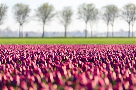 simsearch:879-09034167,k - The colorful fields of tulips in bloom frames the trees in the countryside at dawn De Rijp Alkmaar North Holland Europe Photographie de stock - Premium Libres de Droits, Code: 6129-09044930