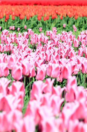 Close up of pink tulips during spring bloom Oude-Tonge Goeree-Overflakkee South Holland The Netherlands Europe Stock Photo - Premium Royalty-Free, Code: 6129-09044931