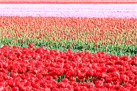 Details of multicolored tulips during spring bloom Oude-Tonge Goeree-Overflakkee South Holland The Netherlands Europe Stock Photo - Premium Royalty-Free, Code: 6129-09044932