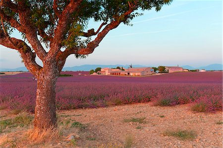 provence-alpes-cote d'azur - Europe, France,Provence Alpes Cote d'Azur,Plateau de Valensole. Farm lavander Foto de stock - Sin royalties Premium, Código: 6129-09057577