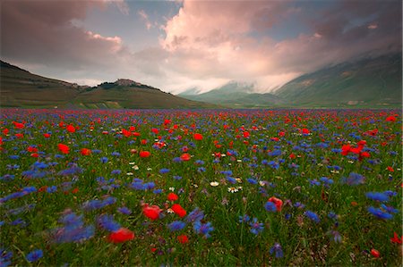 Europe, Italy,Umbria,Perugia district,Castelluccio of Norcia Flower period Foto de stock - Sin royalties Premium, Código: 6129-09057574