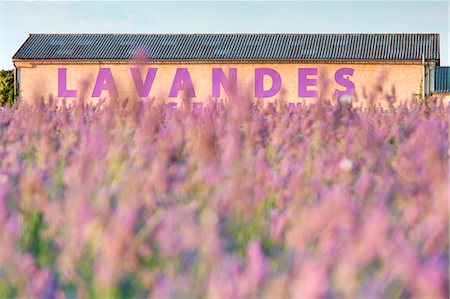 Europe, France,Provence Alpes Cote d'Azur,Plateau de Valensole. Farm lavander Stock Photo - Premium Royalty-Free, Code: 6129-09057575