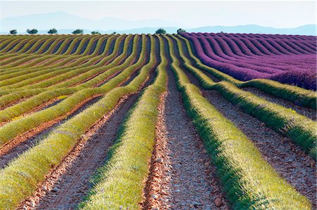 Europe, France,Provence Alpes Cote d'Azur,Plateau of Valensole.Lavender Field Stock Photo - Premium Royalty-Free, Code: 6129-09057576