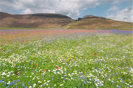 simsearch:6129-09086791,k - Europe, Italy,Umbria,Perugia district,Castelluccio of Norcia. Flower period. Stock Photo - Premium Royalty-Free, Code: 6129-09057579