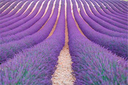 Europe, France,Provence Alpes Cote d'Azur,Plateau of Valensole. Lavender Field Stock Photo - Premium Royalty-Free, Code: 6129-09057582