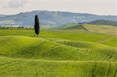 simsearch:6129-09044867,k - Road with cypresses. Orcia Valley, Siena district, Tuscany, Italy. Stock Photo - Premium Royalty-Free, Code: 6129-09057679