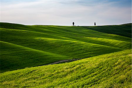 simsearch:879-09043431,k - Two cypresses on the hills of Orcia Valley. Siena district, Tuscany, Italy. Foto de stock - Sin royalties Premium, Código: 6129-09057681