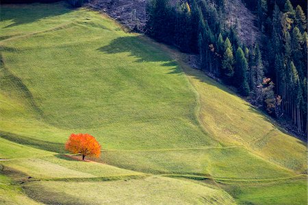st magdalena - Lone cherry tree with autumnal leaves. Santa Maddalena, Funes, Bolzano, Trentino Alto Adige - Sudtirol, Italy, Europe. Foto de stock - Sin royalties Premium, Código: 6129-09057741