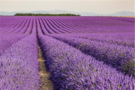 simsearch:6129-09057578,k - Lavender raws in Provence. Plateau de Valensole, Alpes-de-Haute-Provence, Provence-Alpes-Cote d'Azur, France, Europe. Stock Photo - Premium Royalty-Free, Code: 6129-09057752