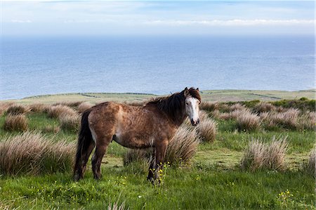 farm land in co clare ireland - Horse in the countryside. County Clare, Ireland, Europe. Stock Photo - Premium Royalty-Free, Code: 6129-09057707