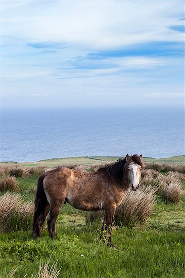 Horse in the countryside. County Clare, Ireland, Europe. Stock Photo - Premium Royalty-Free, Image code: 6129-09057708