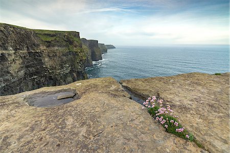 simsearch:6129-09057790,k - Flowers spring through rocks. Cliffs of Moher, Liscannor, Munster, Co.Clare, Ireland, Europe. Foto de stock - Sin royalties Premium, Código: 6129-09057710