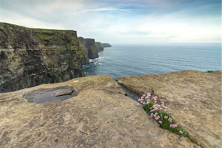 Flowers spring through rocks. Cliffs of Moher, Liscannor, Munster, Co.Clare, Ireland, Europe. Photographie de stock - Premium Libres de Droits, Code: 6129-09057710