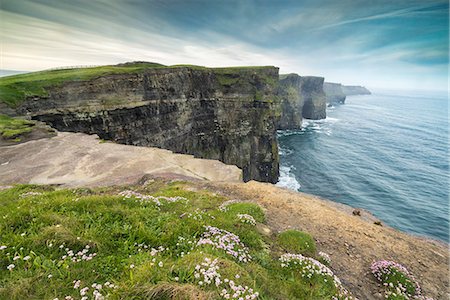 Cliffs of Moher with flowers on the foreground. Liscannor, Munster, Co.Clare, Ireland, Europe. Photographie de stock - Premium Libres de Droits, Code: 6129-09057711