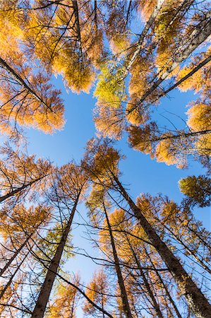 simsearch:6129-09057721,k - View of autumnal larches from below. Italy, Europe. Photographie de stock - Premium Libres de Droits, Code: 6129-09057718