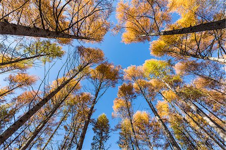 simsearch:6129-09057721,k - View of autumnal larches from below. Italy, Europe. Photographie de stock - Premium Libres de Droits, Code: 6129-09057719