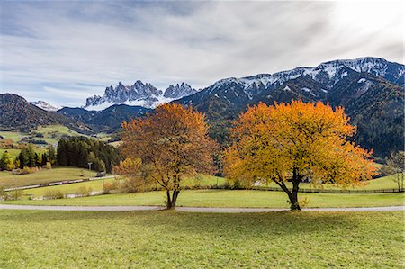 simsearch:6129-09057728,k - Two autumnal cherry trees with Odle Dolomites in the background. Santa Maddalena, Funes, Bolzano, Trentino Alto Adige - Sudtirol, Italy, Europe. Stock Photo - Premium Royalty-Free, Code: 6129-09057738