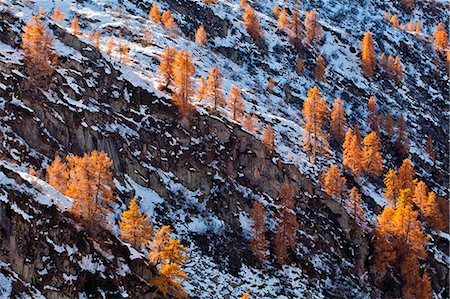 simsearch:6129-09057721,k - San Giuliano lakes, Adamello-Brenta natural park, Trentino Alto Adige, Italy. Larch trees on the rocks at sunset Photographie de stock - Premium Libres de Droits, Code: 6129-09057801