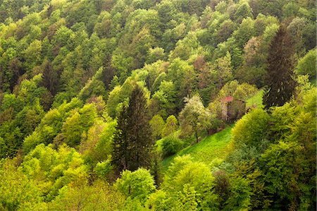 simsearch:6129-09058084,k - Zambla pass, Orobie, Lombardy, Italy. A small house into the woodland Foto de stock - Royalty Free Premium, Número: 6129-09057813