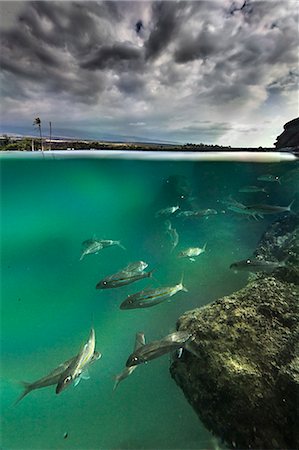 Goatfishes in Kiolo Bay depicted underwater using a soft camera case Foto de stock - Sin royalties Premium, Código: 6129-09057961