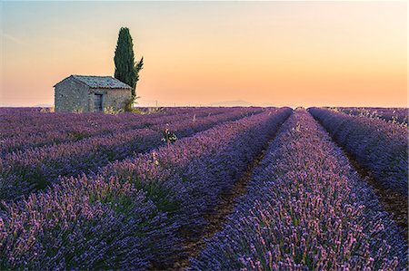 simsearch:879-09100993,k - Valensole, Provence, France. Foto de stock - Sin royalties Premium, Código: 6129-09058074