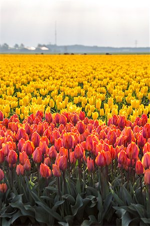 simsearch:879-09034167,k - The colorful tulip fields in spring Berkmeer Koggenland North Holland Netherlands Europe Photographie de stock - Premium Libres de Droits, Code: 6129-09058169