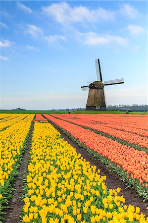 dutch landscape - Blue sky on fields of multicolored tulips and windmill in the background Berkmeyer Koggenland North Holland Netherlands Europe Foto de stock - Sin royalties Premium, Código: 6129-09058170