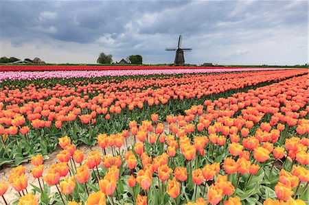 dutch landscape - Dark clouds on fields of multicolored tulips and windmill Berkmeer Koggenland North Holland Netherlands Europe Foto de stock - Sin royalties Premium, Código: 6129-09058172