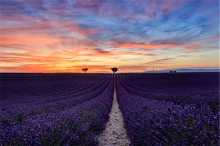 Sunset over a lavender meadow field in Provence, France Stock Photo - Premium Royalty-Free, Code: 6129-09058198