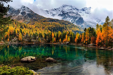 fall in europe - Autumn contrast at Lagh da Saoseo, Val Poschiavo, Graubünden, Switzerland Stock Photo - Premium Royalty-Free, Code: 6129-09058199