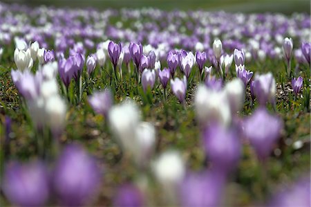 Blooming of bicolor crocus Lombardy Italy Europe Stock Photo - Premium Royalty-Free, Code: 6129-09058107