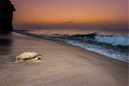 Ras Al Jinz, Turle Reserve, Sultanate of Oman, Middle East. Green sea turtle returning to sea. Stock Photo - Premium Royalty-Free, Code: 6129-09058205