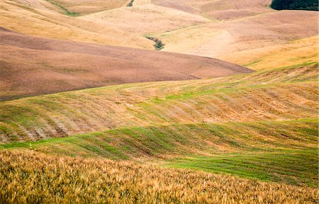 Val d'Orcia, Tuscany, Italy Foto de stock - Sin royalties Premium, Código: 6129-09058219