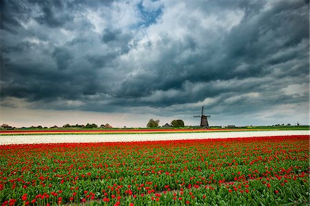 Leide, Netherlands A field of tulips in blooming with windmills on background Photographie de stock - Premium Libres de Droits, Code: 6129-09058231