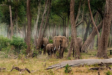 Masai Mara Park, Kenya, Africa A group of elephants while exiting a wooded area of the Masai Mara. Photographie de stock - Premium Libres de Droits, Code: 6129-09058237