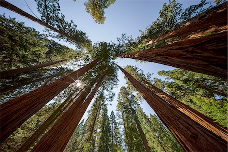 scenic california not people - Giant Sequoia Trees at Sequoia and Kings Canyon National Park, Visalia, Sierra Nevada, California; USA Photographie de stock - Premium Libres de Droits, Code: 6129-09086660