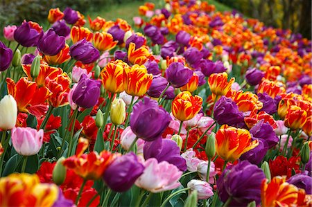 Multicolor Tulips blooming, Valeggio sul Mincio, Verona province, Veneto, Italy, Europe Photographie de stock - Premium Libres de Droits, Code: 6129-09086690