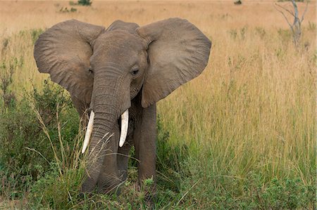 Masai Mara Park, Kenya,Africa,African bush elephant Foto de stock - Sin royalties Premium, Código: 6129-09086748