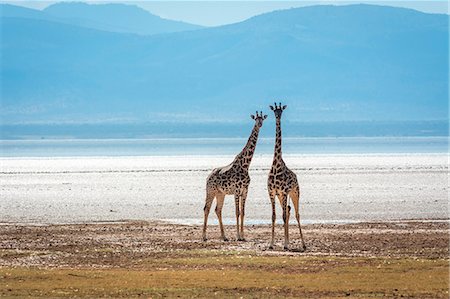 Tanzania, Africa,Lake Manyara National Park,two young giraffes Fotografie stock - Premium Royalty-Free, Codice: 6129-09086749
