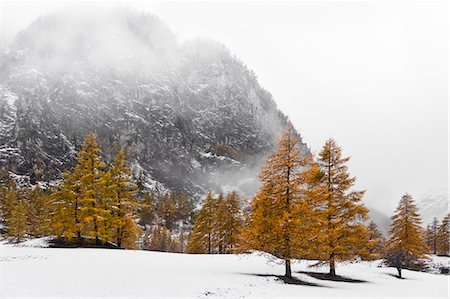 simsearch:6129-09057717,k - Chisone Valley (Valle Chisone), Turin province, Piedmont, Italy, Europe. Autumn colors with snow Stock Photo - Premium Royalty-Free, Code: 6129-09086712