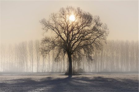 Turin province, Piedmont,Italy, Europe. Magic sunrise in the Piedmont plain Foto de stock - Sin royalties Premium, Código: 6129-09086714