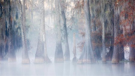 Lake Martin, Breaux Bridge, Atchafalaya Basin, Southern United States, USA; North America Photographie de stock - Premium Libres de Droits, Code: 6129-09086890